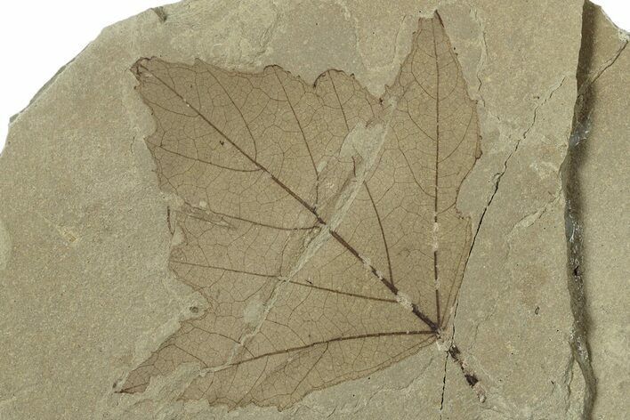 Fossil Leaf (Aleurites) - Green River Formation, Utah #323336